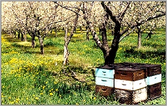  bee boxes 