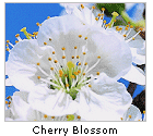  Cherry Blossom 