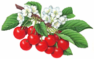  cherries 