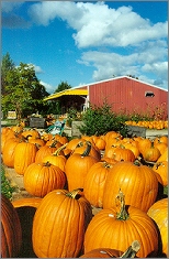  pumpkins and the fruit stand 