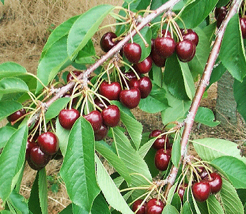 dark sweet cherries