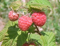 raspberries