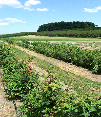 raspberries