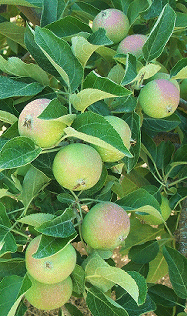 Paula Red apples