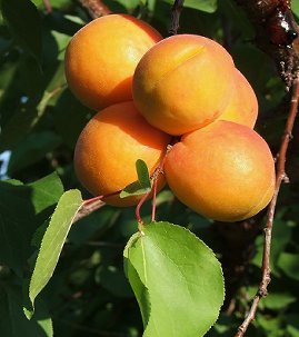  Apricots 
