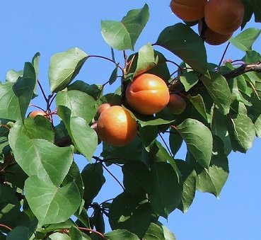  Apricots 