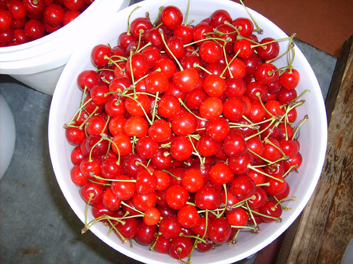 Tart Cherry Juice - King Orchards Montmorency Cherries, Tart Cherry ...