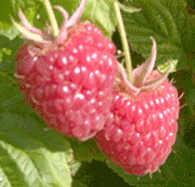 u-pick raspberries at king orchards