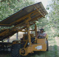 cherry customer at king orchards