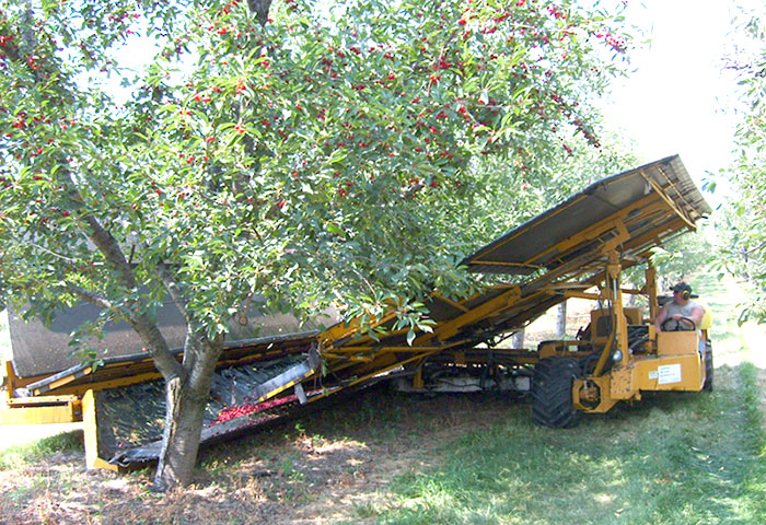 King Orchards Cherry Pie