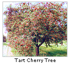  Montmorency Cherry Tree 