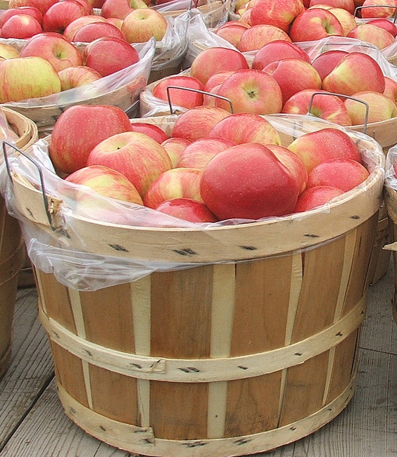 DSCF2317