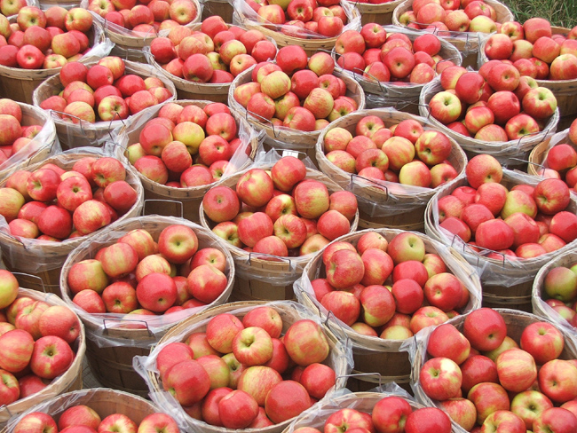 honeycrisp