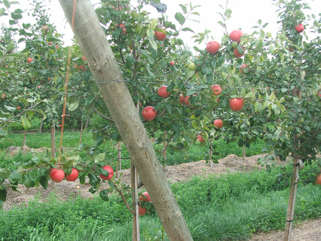 honeycrisp