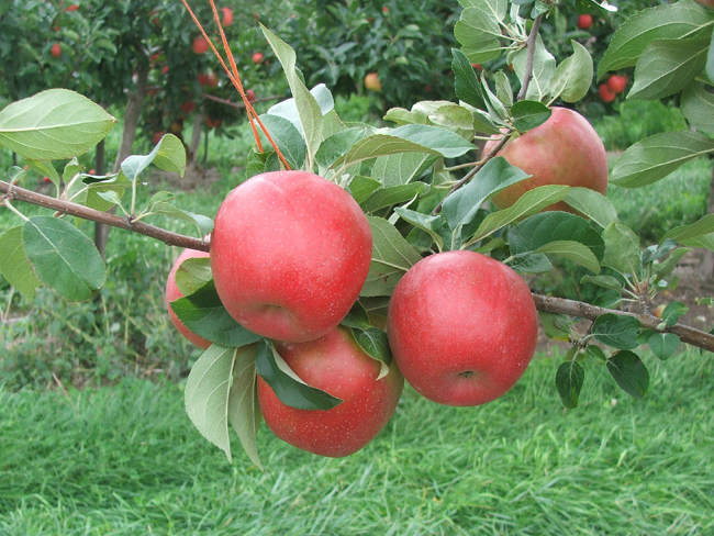 honeycrisp