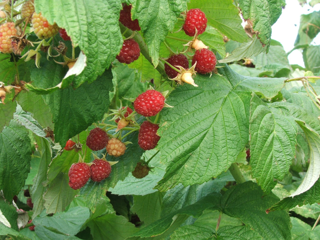 raspberries