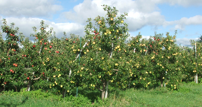 apple