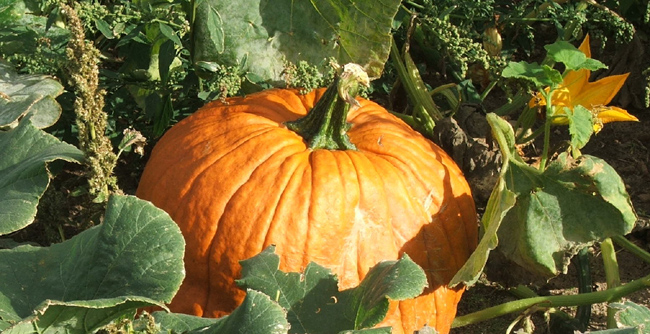 pumpkin