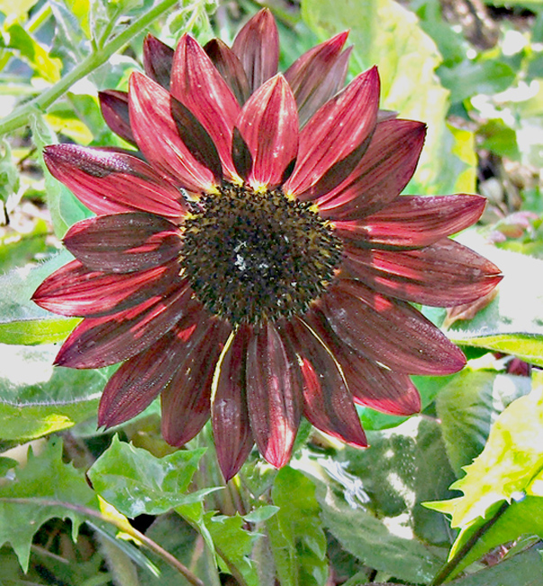sunflower