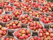 honeycrisp