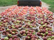 Apples