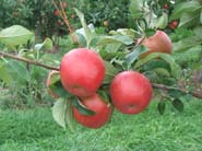 honeycrisp