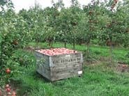 honeycrisp