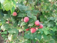 raspberries
