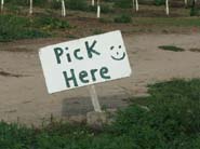u-pick