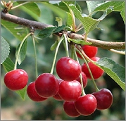 Balaton Cherries