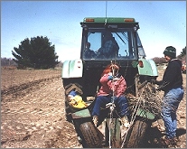  planting trees 