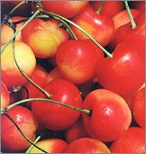 Light Sweet Cherries